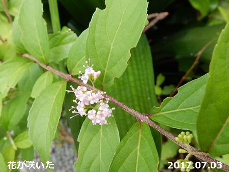 e0033229_1822250.jpg