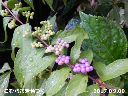 e0033229_1829423.jpg