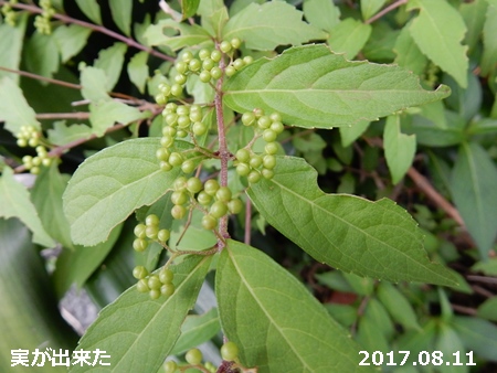 e0033229_18313363.jpg