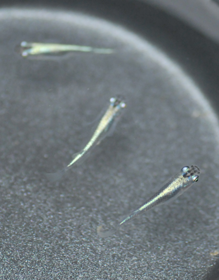 e0097534_16245086.jpg