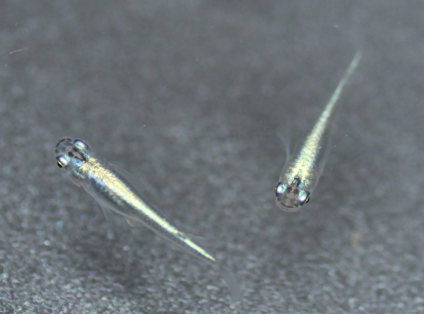 e0097534_164296.jpg