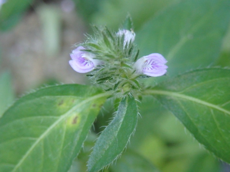 a0054240_2125391.jpg