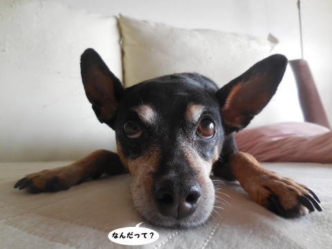 c0195787_20282649.jpg
