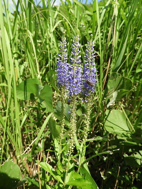 f0357487_17133556.jpg