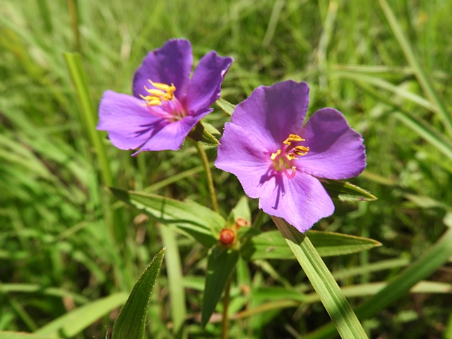 f0357487_1781147.jpg