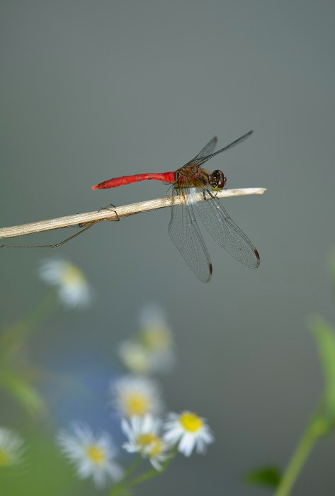 e0353790_20290711.jpg