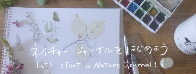 葉っぱジャーナル 色鉛筆で葉っぱを描くー 自分の頭で考える力 を育てる自然観察日記 ネイチャー ジャーナル をはじめよう