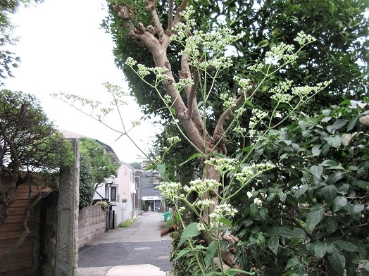 e0245404_1037511.jpg