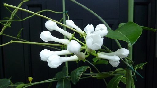 f0000521_07130557.jpg