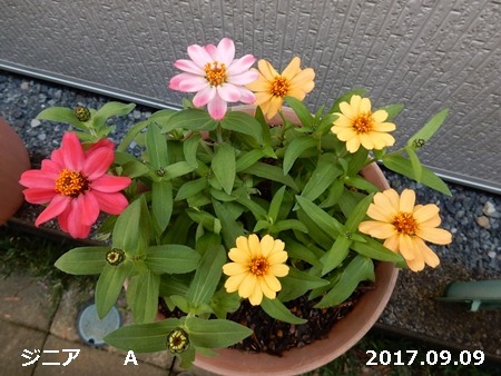 e0033229_1549590.jpg