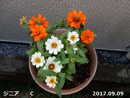 e0033229_1550217.jpg