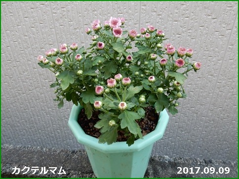 e0033229_15552323.jpg