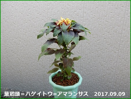 e0033229_15564852.jpg