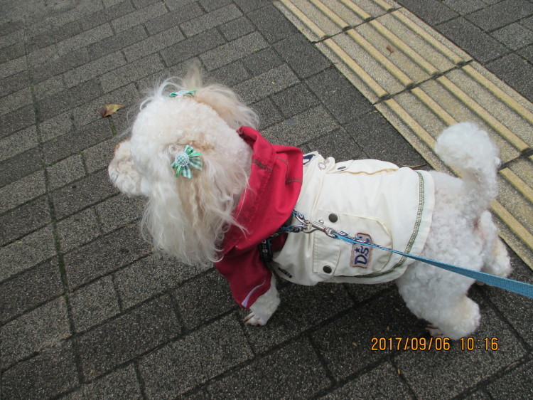 e0191034_16073077.jpg