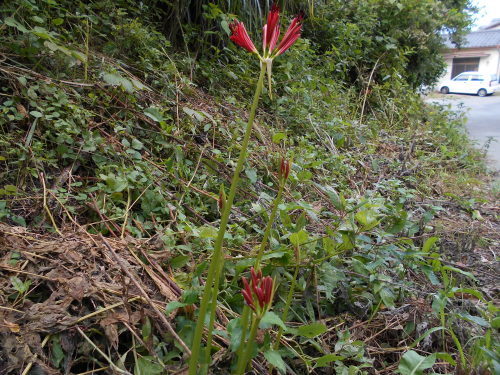 e0181260_23202811.jpg