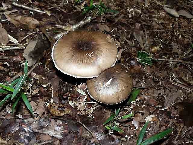 d0019074_09074812.jpg