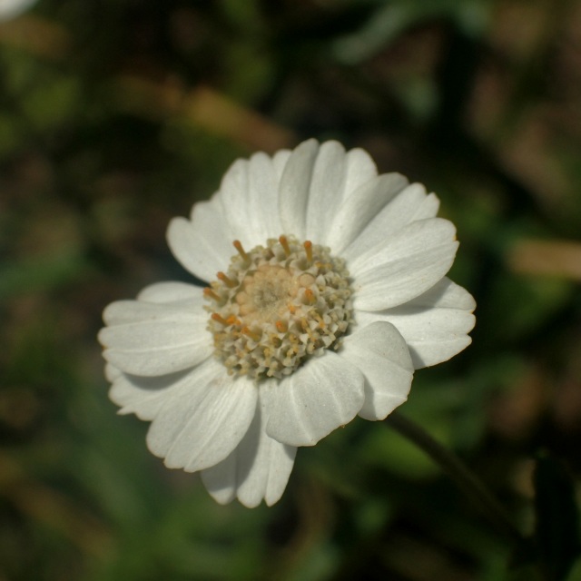c0183777_6455144.jpg