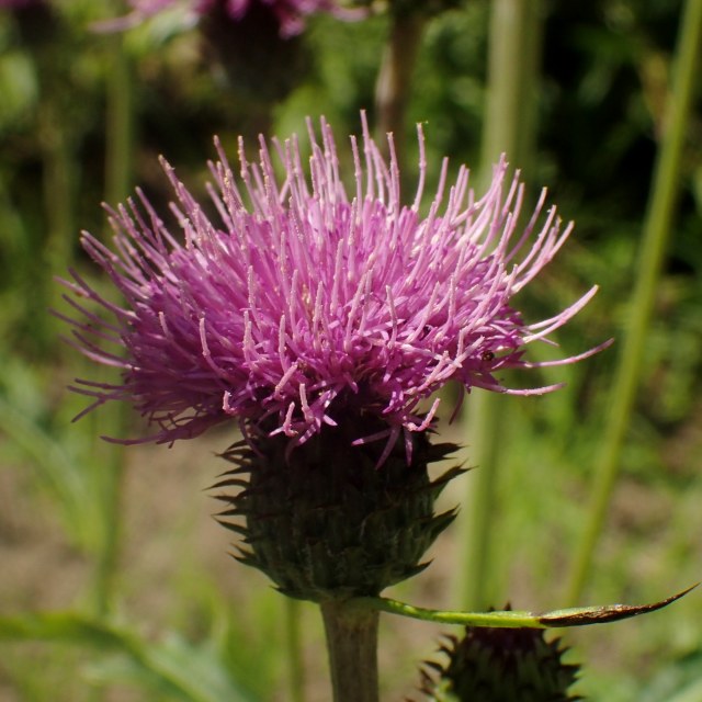 c0183777_646480.jpg