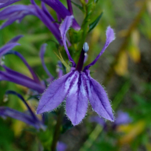c0183777_6524975.jpg