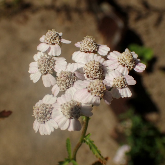 c0183777_7102548.jpg
