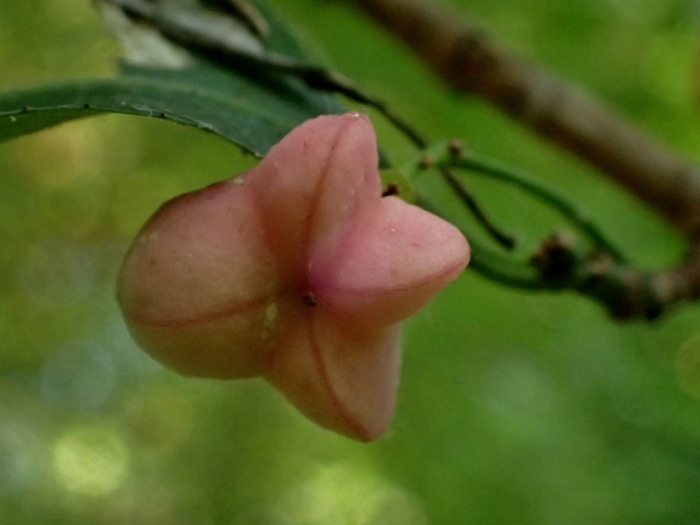 c0183777_7111389.jpg