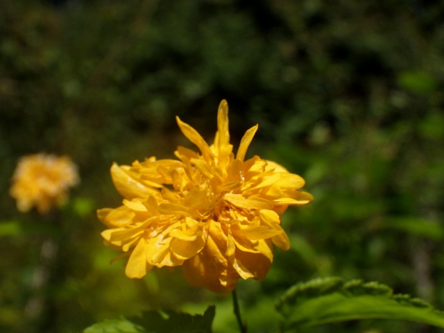 c0183777_7113581.jpg