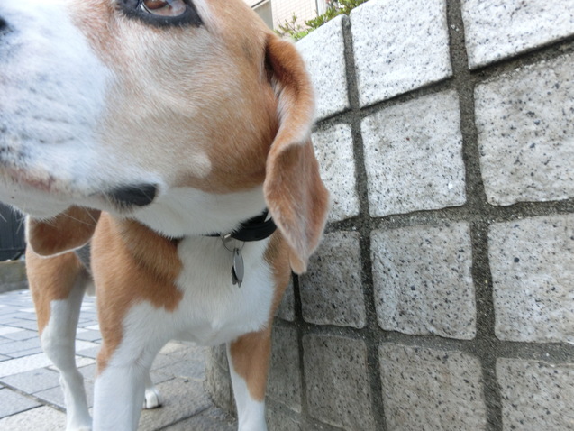 a0319693_10153439.jpg