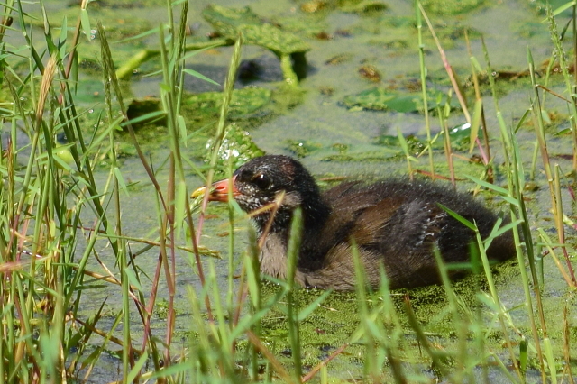 f0368610_21501494.jpg