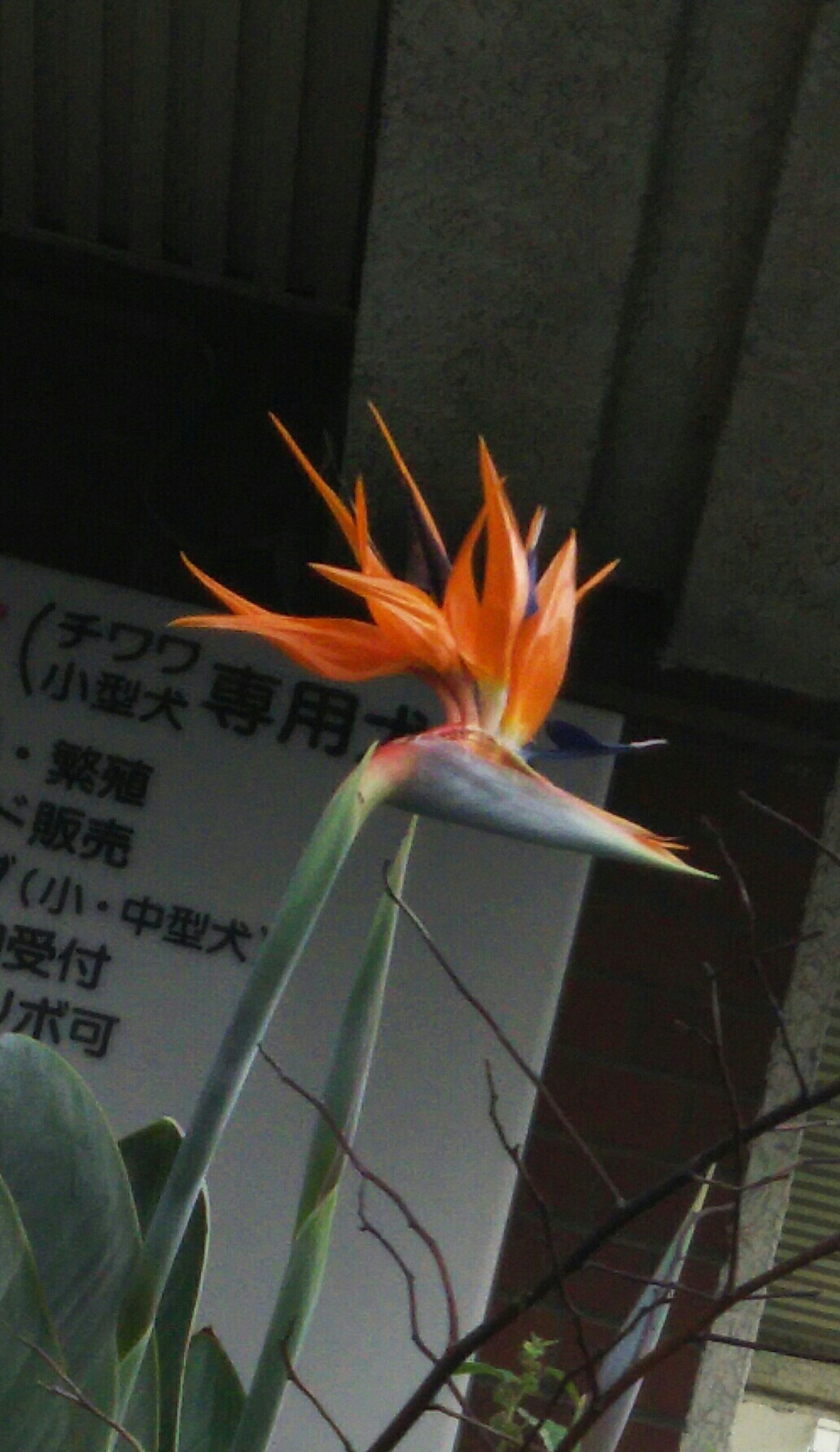 a0090729_12550764.jpg
