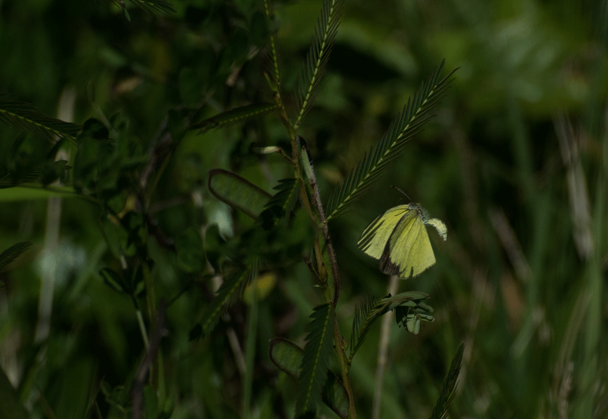 a0126632_15475703.gif