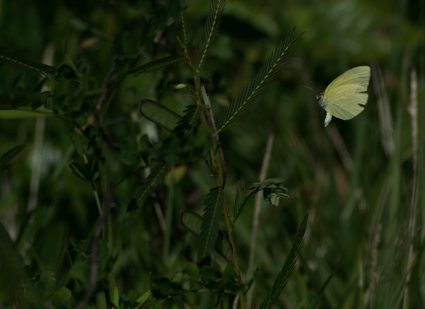 a0126632_15482045.gif