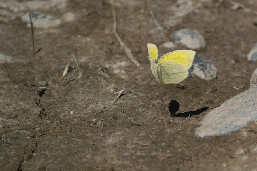 a0126632_15494525.gif