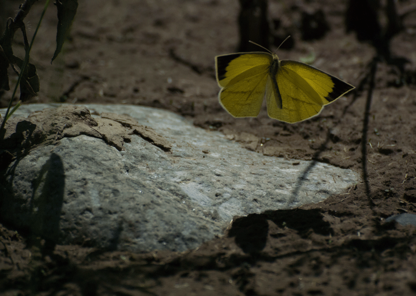 a0126632_15500108.gif
