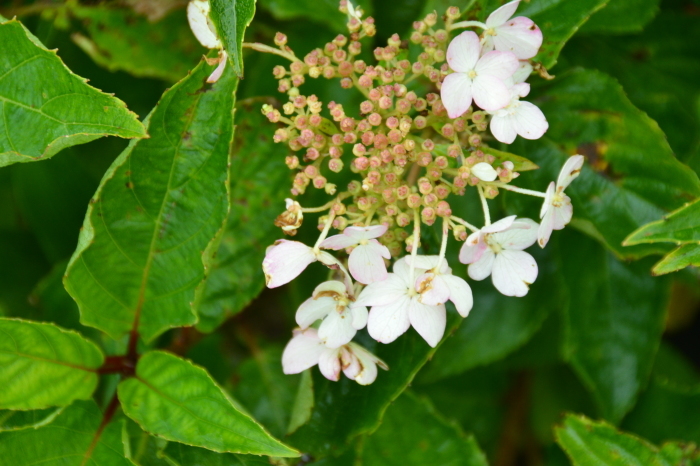 c0172234_22360892.jpg