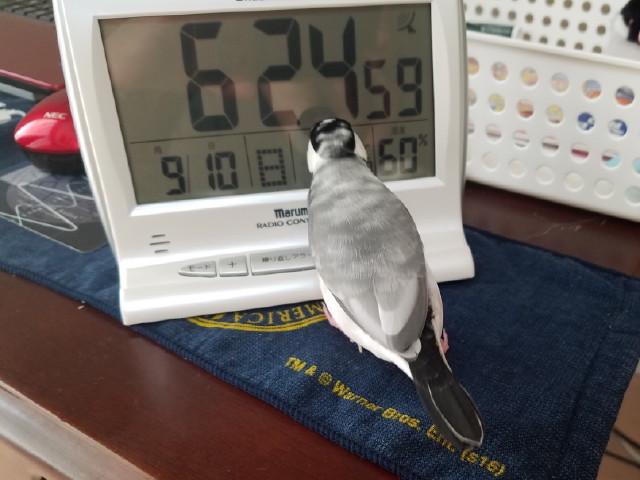 c0365734_22471363.jpg