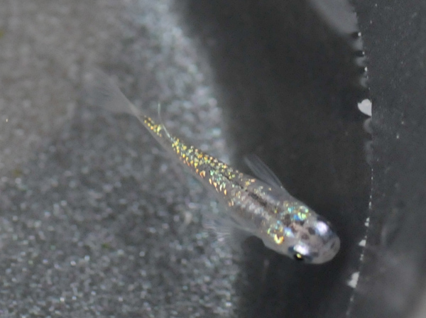 e0097534_1659796.jpg
