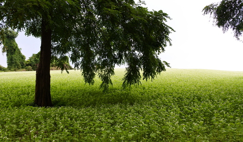 b0075140_16291655.jpg