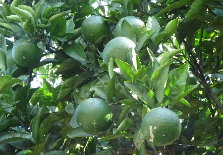 e0172950_9454481.jpg
