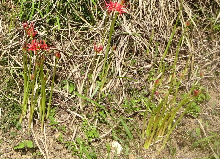 e0172950_9465368.jpg