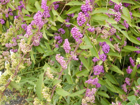f0060461_08415869.jpg