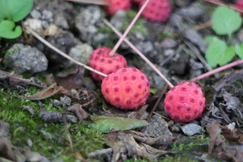 f0345263_22235151.jpg