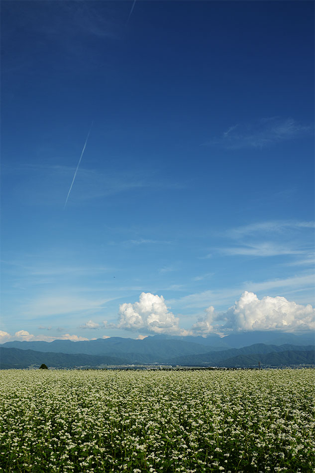 c0045966_2338461.jpg