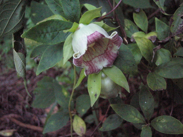 c0217771_1701536.jpg