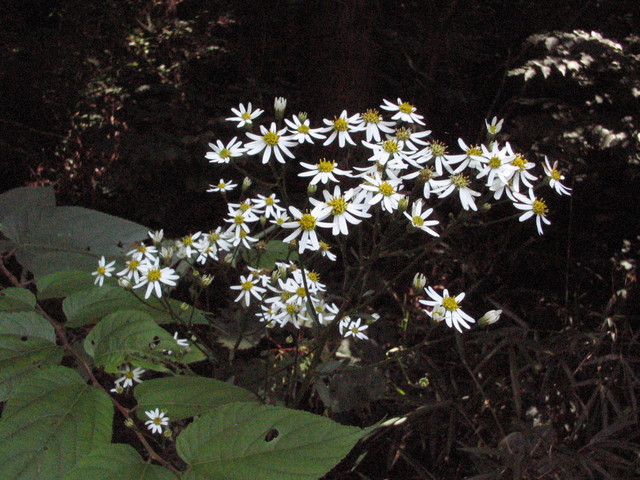 c0217771_1704493.jpg