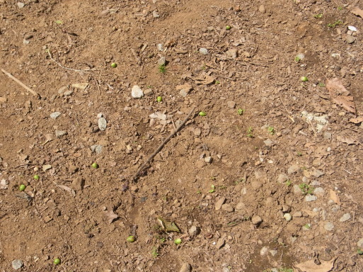 e0008887_13350548.jpg