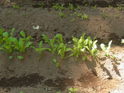 e0008887_13405032.jpg
