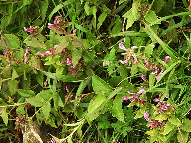 f0357487_21524473.jpg