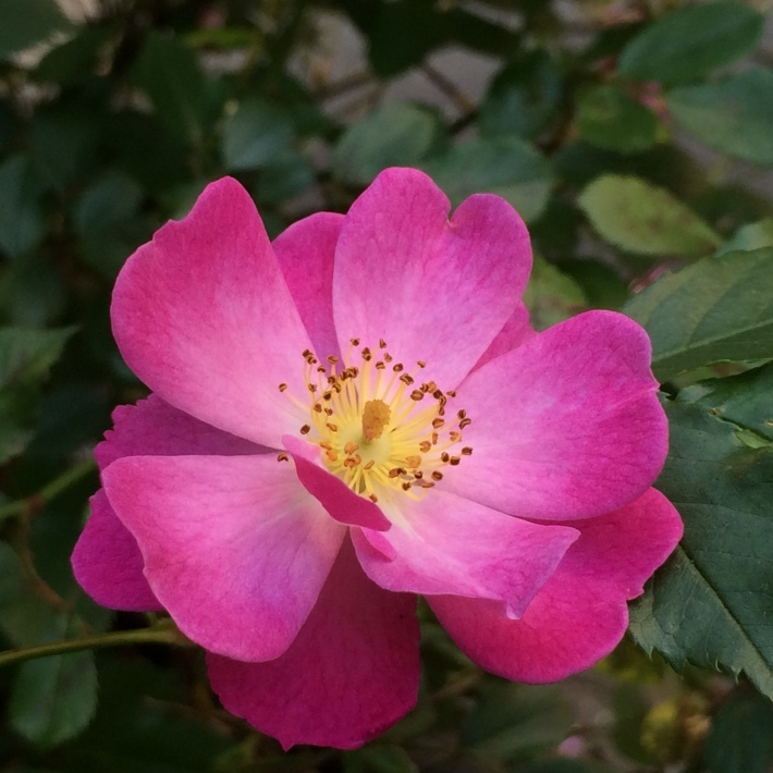 f0201297_21103528.jpg