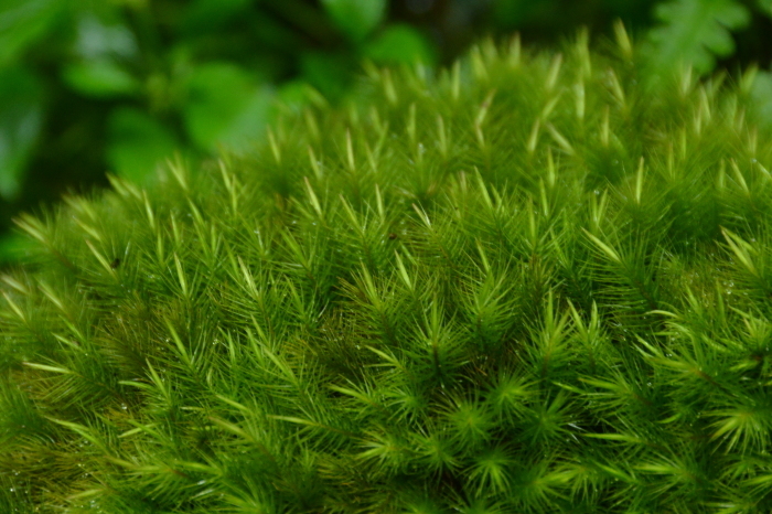 c0172234_12385974.jpg