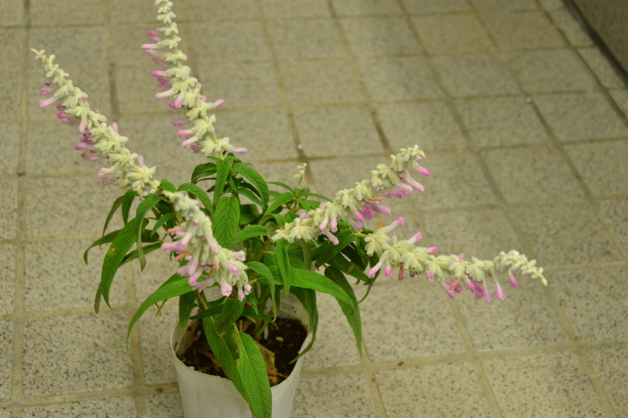 c0172234_13322390.jpg